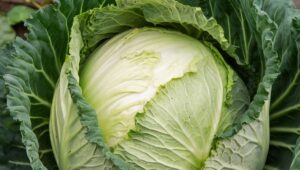 165+ Veg-tacular Cabbage Puns That Are Leaf-ing You in Stitches
