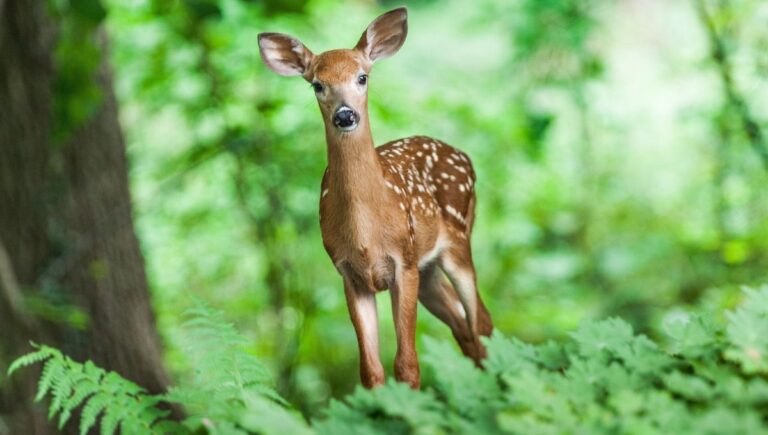 70 Hilarious Deer Hunting Puns That Will Have You Bucking With Laughter