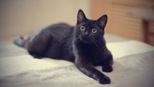 150+ Clever Black Cat Puns That Are Simply Pawsome