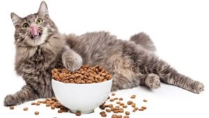 150+ Hilarious Cat Food Puns to Satisfy Your Funny Bone!