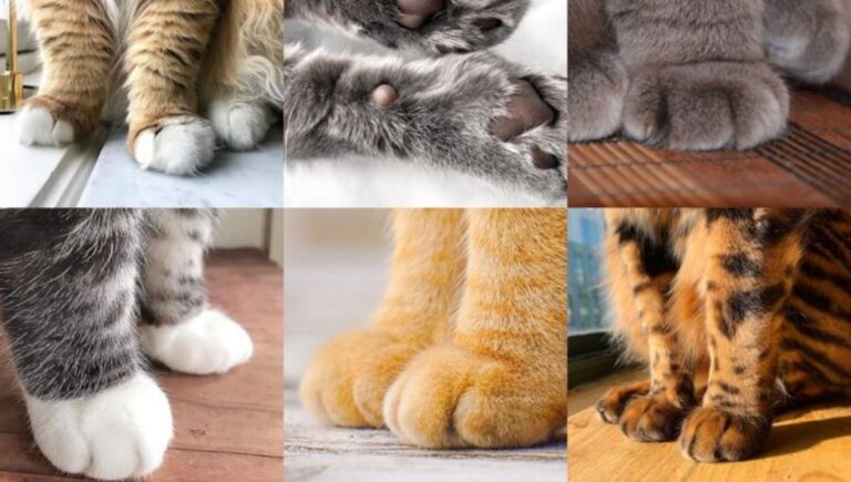 138+ Paws Puns That’ll Make You Chuckle!