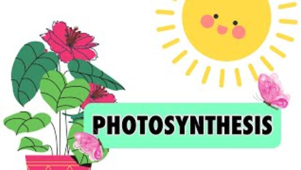 95+ Photosynthesis Jokes & Puns: Leafing You in Stitches! 🌱😂