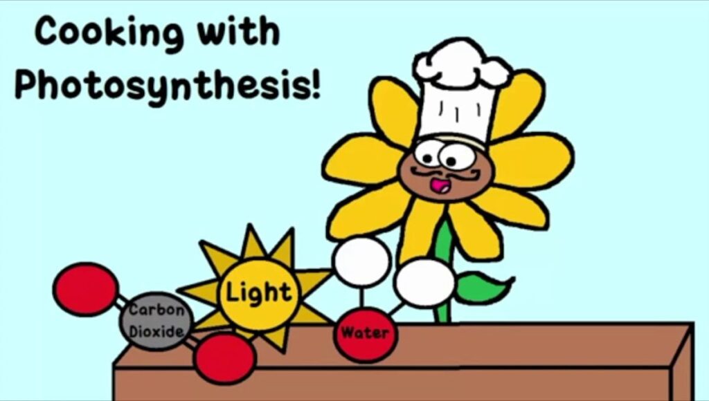 Top Photosynthesis Jokes 