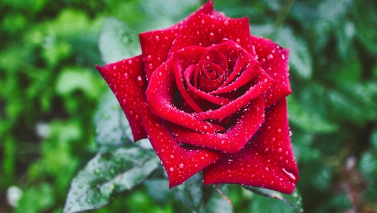 140+ Rose Puns That’ll Have You Blooming with Laughter!