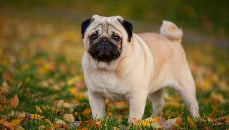 137+ Pug Puns That’ll Have You Barking with Laughter